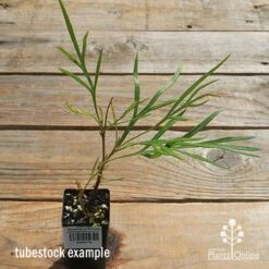 Grevillea Strawberry Sundae -Australian Plants Online Sales apo strawberry sundae tubestock top