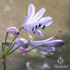 Agapanthus Streamline -Australian Plants Online Sales apo streamline backlit flower
