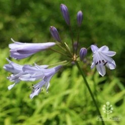 Agapanthus Streamline -Australian Plants Online Sales apo streamline november