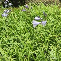 Agapanthus Streamline -Australian Plants Online Sales apo streamline plants