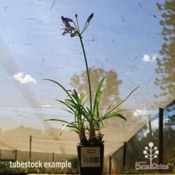 Agapanthus Streamline -Australian Plants Online Sales apo streamline tubestock blue sky