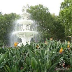 Strelitzia Reginae - Bird Of Paradise 14 Strelitzia Reginae - Bird Of Paradise -Australian Plants Online Sales apo strelitzia carlton gardens