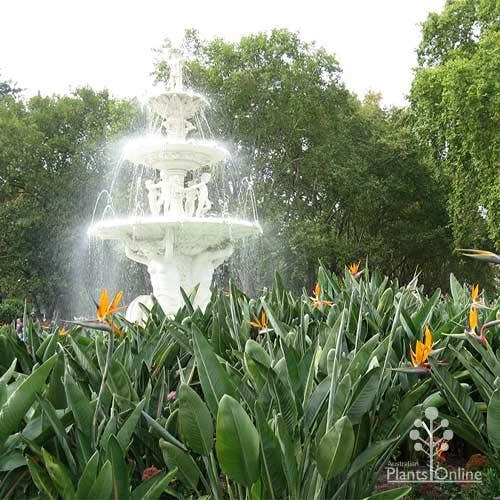 Strelitzia Reginae - Bird Of Paradise 6 Strelitzia Reginae - Bird Of Paradise - Image 4