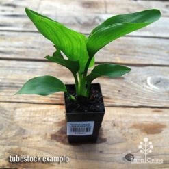Strelitzia Reginae - Bird Of Paradise 13 Strelitzia Reginae - Bird Of Paradise -Australian Plants Online Sales apo strelitzia tubestock top