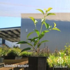 Acmena Sublime -Australian Plants Online Sales apo sublime tubestock