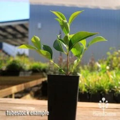 Acmena Sublime -Australian Plants Online Sales apo sublime tubestock smaller