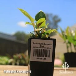 Anthurium Success Red -Australian Plants Online Sales apo success red anthurium tubestock small
