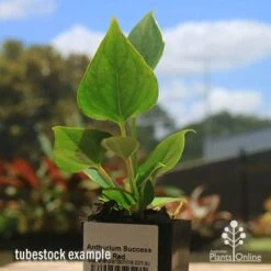 Anthurium Success Red -Australian Plants Online Sales apo success red tubestock2