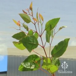 Eucalyptus Summer Scentsation - Flowering Gum -Australian Plants Online Sales apo summer scentsation foliage