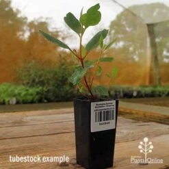 Eucalyptus Summer Scentsation - Flowering Gum -Australian Plants Online Sales apo summer scentsation gum tubestock