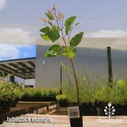 Eucalyptus Summer Scentsation - Flowering Gum -Australian Plants Online Sales apo summer scentsation tubestock 1