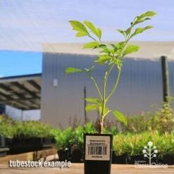 Radermachera Summerscent -Australian Plants Online Sales apo summerscent tubestock