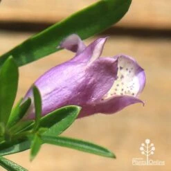 Eremophila Summertime Blue - Emu Bush 14 Eremophila Summertime Blue - Emu Bush -Australian Plants Online Sales apo summertime blue eremophila flower