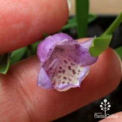 Eremophila Summertime Blue - Emu Bush 15 Eremophila Summertime Blue - Emu Bush -Australian Plants Online Sales apo summertime blue eremophila flower size