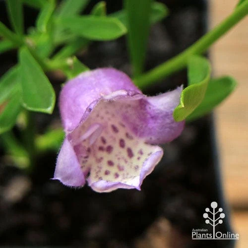 Eremophila Summertime Blue - Emu Bush 3 Eremophila Summertime Blue - Emu Bush
