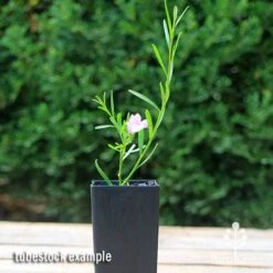 Eremophila Summertime Blue - Emu Bush 16 Eremophila Summertime Blue - Emu Bush -Australian Plants Online Sales apo summertime blue eremophila tubestock