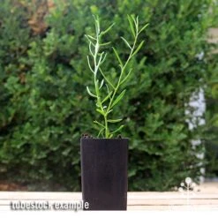 Eremophila Summertime Blue - Emu Bush 12 Eremophila Summertime Blue - Emu Bush -Australian Plants Online Sales apo summertime blue eremophila tubestock2