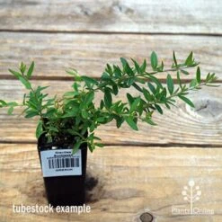 Grevillea Sunkissed 12 Grevillea Sunkissed -Australian Plants Online Sales apo sunkissed tubestock