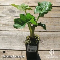 Philodendron Super Atom 27 Philodendron Super Atom -Australian Plants Online Sales apo super atom tubestock chunky top 1
