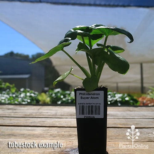 Philodendron Super Atom 11 Philodendron Super Atom - Image 9