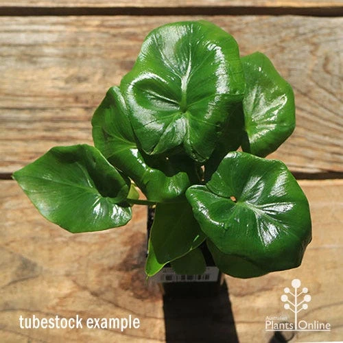 Philodendron Super Atom 3 Philodendron Super Atom