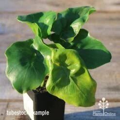 Philodendron Super Atom 20 Philodendron Super Atom -Australian Plants Online Sales apo super atom tubestock top 1