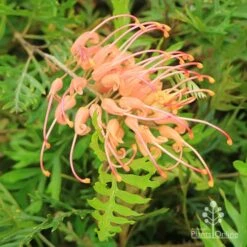 Grevillea Superb -Australian Plants Online Sales apo superb grevillea