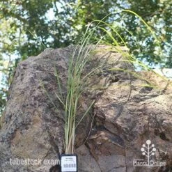 Pennisetum Alopecuroides - Swamp Fountain Grass -Australian Plants Online Sales apo swamp grass tubestock new