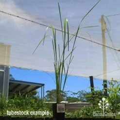 Pennisetum Alopecuroides - Swamp Fountain Grass -Australian Plants Online Sales apo swamp grass tubestock tall