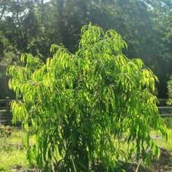 Waterhousea Sweeper - Weeping Lilly Pilly -Australian Plants Online Sales apo sweeper in sunlight
