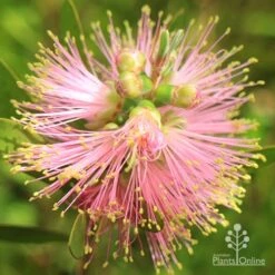Callistemon Sweet Burst -Australian Plants Online Sales apo sweet burst buds opening