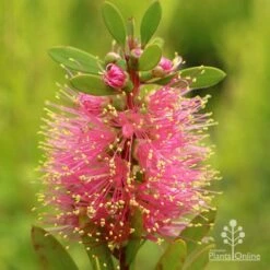 Callistemon Sweet Burst -Australian Plants Online Sales apo sweet burst callistemon flower