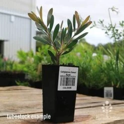 Callistemon Sweet Burst -Australian Plants Online Sales apo sweet burst callistemon tubestock