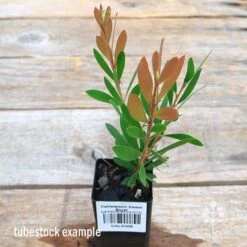 Callistemon Sweet Burst -Australian Plants Online Sales apo sweet burst callistemon tubestock colour