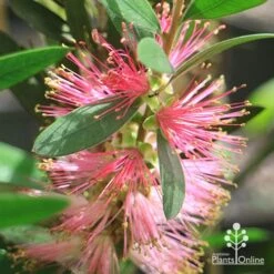 Callistemon Sweet Burst -Australian Plants Online Sales apo sweet burst flower ant