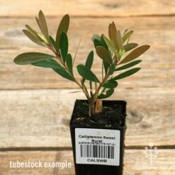 Callistemon Sweet Burst -Australian Plants Online Sales apo sweet burst tubestock