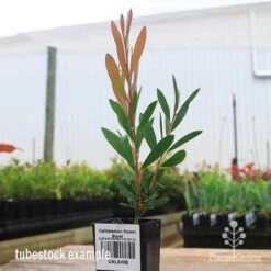 Callistemon Sweet Burst -Australian Plants Online Sales apo sweet burst tubestock colour