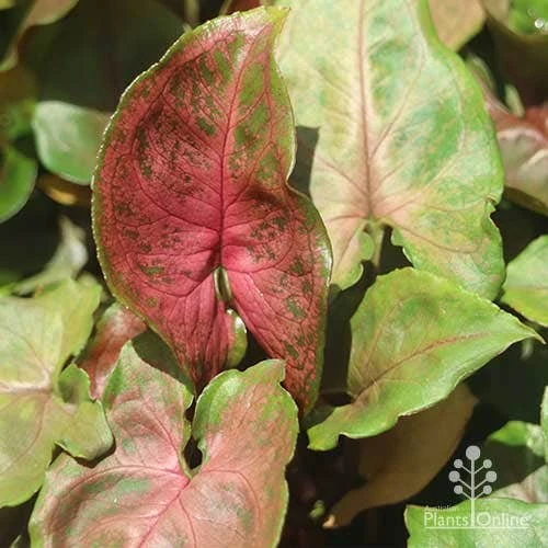 Syngonium Maria - Goosefoot Plant 3 Syngonium Maria - Goosefoot Plant