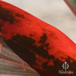 Cordyline Fruticosa Tangelo -Australian Plants Online Sales apo tangelo closeup