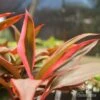 Cordyline Fruticosa Tangelo -Australian Plants Online Sales apo tangelo cordyline