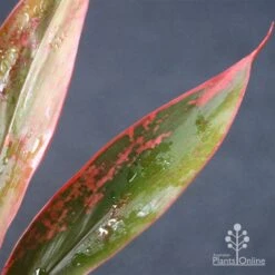 Cordyline Fruticosa Tangelo -Australian Plants Online Sales apo tangelo leaf