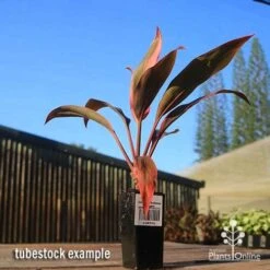 Cordyline Fruticosa Tangelo -Australian Plants Online Sales apo tangelo tubestock blue sky