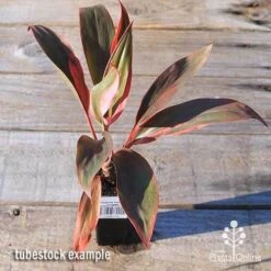 Cordyline Fruticosa Tangelo -Australian Plants Online Sales apo tangelo tubestock top