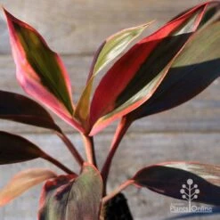 Cordyline Fruticosa Tangelo -Australian Plants Online Sales apo tangelo tubestock2