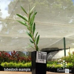 Callistemon Taree Pink -Australian Plants Online Sales apo taree pink tubestock