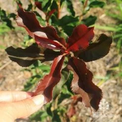 Photinia Thin Red -Australian Plants Online Sales apo thin red twisty leaf