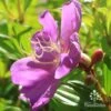 Tibouchina Allure -Australian Plants Online Sales apo tibouchina allure flower side