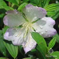 Tibouchina Chameleon -Australian Plants Online Sales apo tibouchina chameleon flower