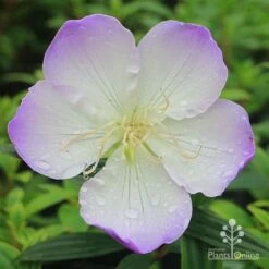 Tibouchina Illusion -Australian Plants Online Sales apo tibouchina illusion flower perfect