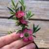 Leptospermum Tickled Pink -Australian Plants Online Sales apo tickled pink flower size 1